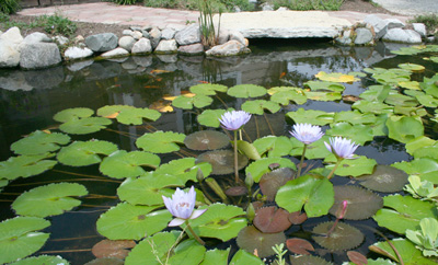 Beautiful Water Lilies by bridge over pond